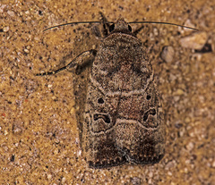 Elaphria fuscimacula