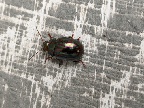 Rosemary beetle