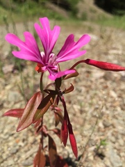 Clarkia concinna