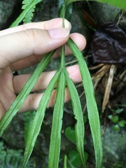 Pteris longipinna