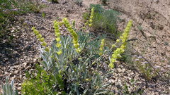 Sideritis catillaris