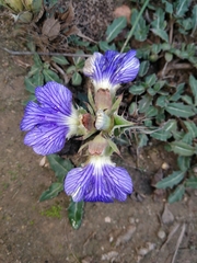 Blepharis procumbens