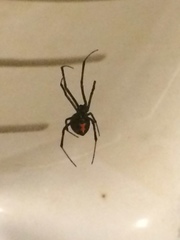 Latrodectus hesperus