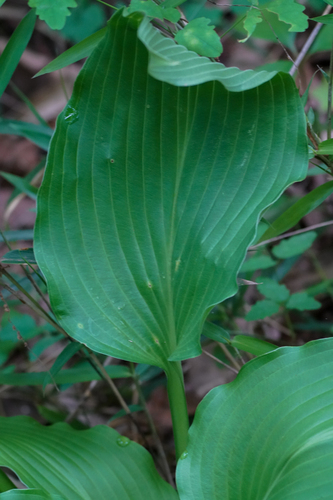 Hosta