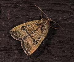 Elaphria fuscimacula