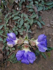 Blepharis procumbens