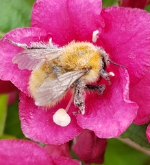 Bombus pascuorum