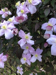 Clematis montana