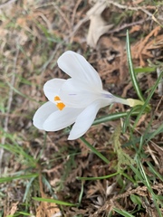 Crocus vernus