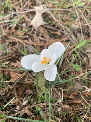 Crocus vernus