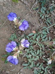 Blepharis procumbens