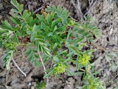 Sibbaldianthe orientalis