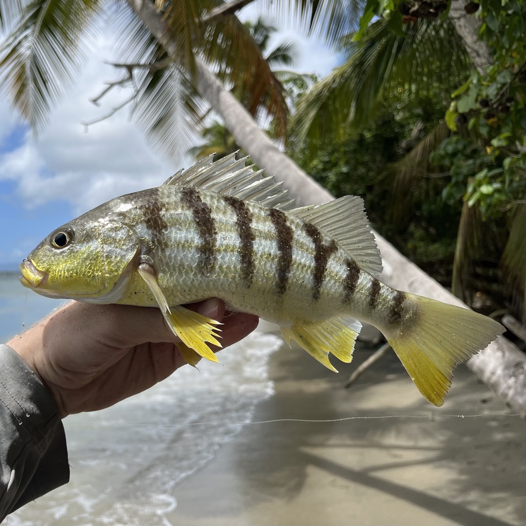 Barred Grunt
