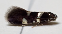 Antispila isabella