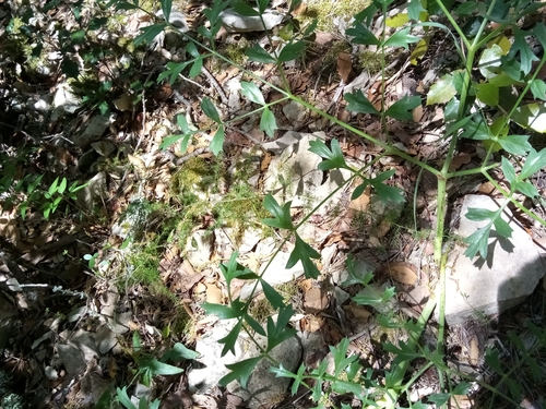 Image of Laserpitium gallicum by (c) Ben Costamagna, some rights reserved (CC BY)
