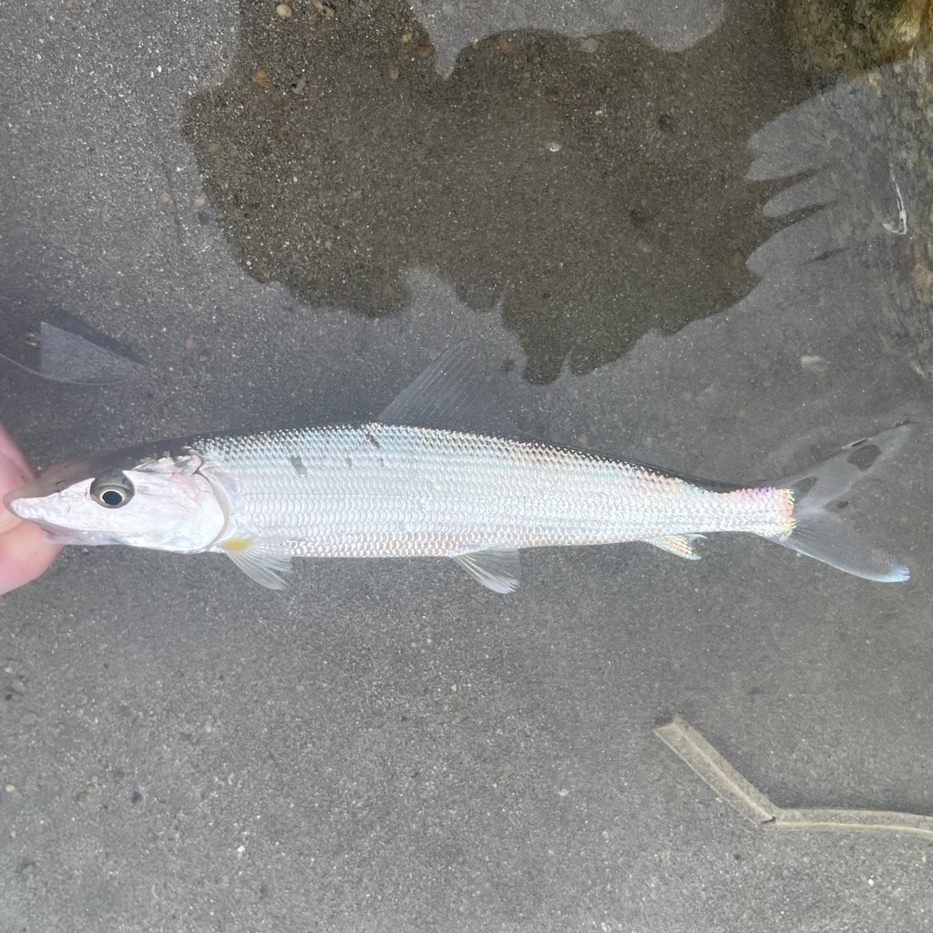 Threadfin bonefish (Albula nemoptera) — Albulidae
