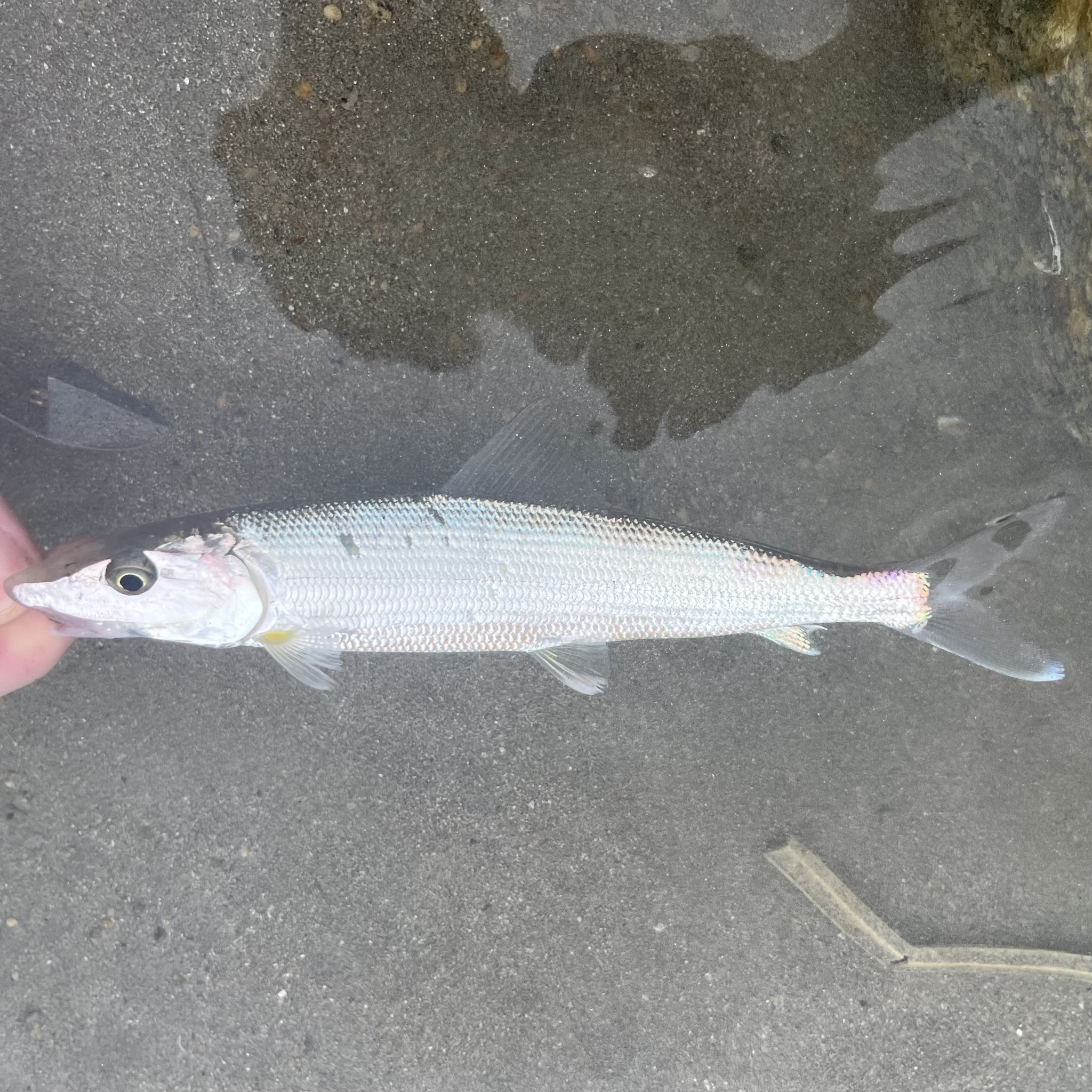 Shafted Bonefish photo 3