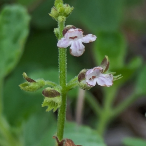 Downy Keepsafe (Endostemon villosus)