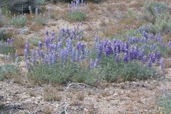 Lupinus excubitus