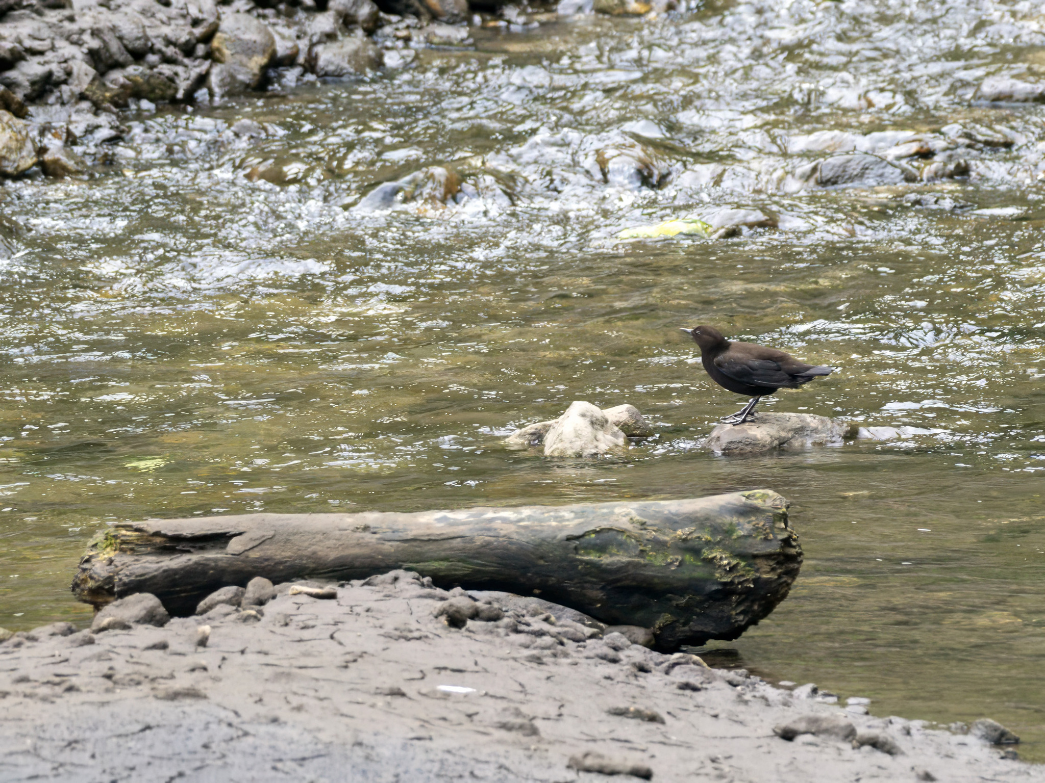 Brown Dipper