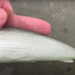 Shafted Bonefish photo 2