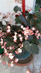 Begonia