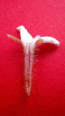Sabicea cinerea