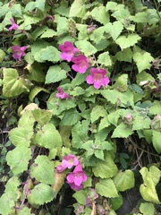 Lophospermum erubescens