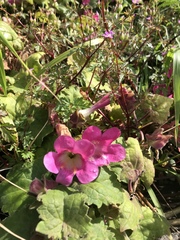 Lophospermum erubescens