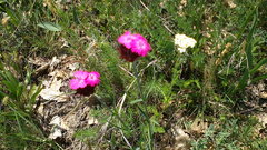 Dianthus capitatus