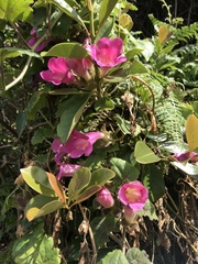 Lophospermum erubescens