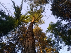 Larix decidua polonica