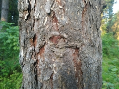 Larix decidua polonica