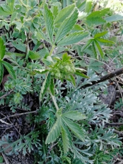 Potentilla chrysantha