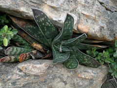 Gasteria bicolor
