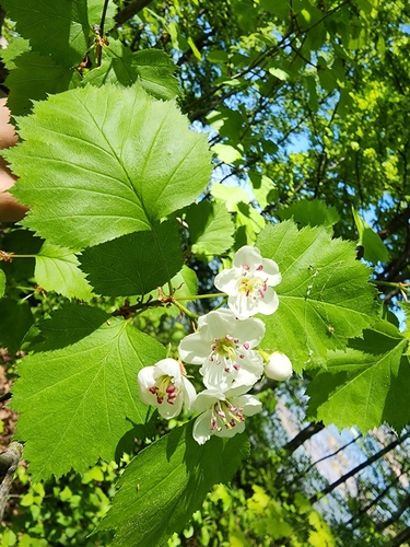 Crataegus fretalis