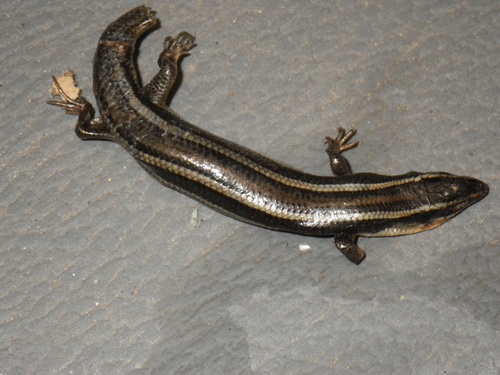 Brown Skink, Plestiodon gilberti