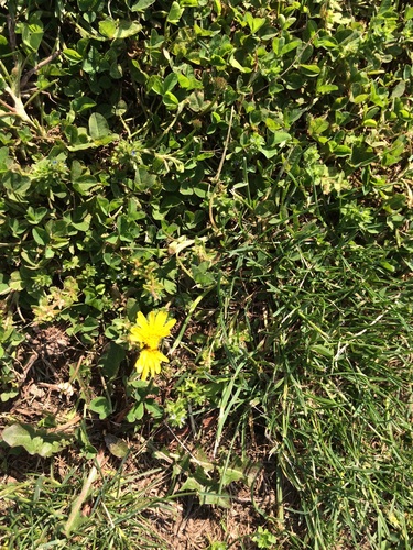 photo of Common Dandelion (Taraxacum officinale)