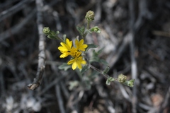 Lessingia glandulifera