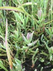 Chloropyron maritimum palustre