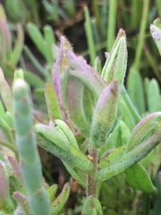 Chloropyron maritimum palustre