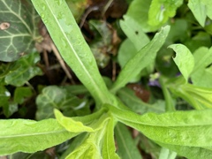 Symphyotrichum