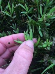 Chloropyron maritimum palustre