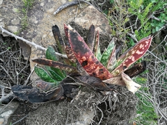 Gasteria bicolor