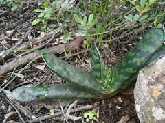 Gasteria bicolor