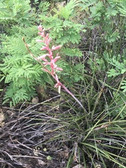 Hesperaloe parviflora