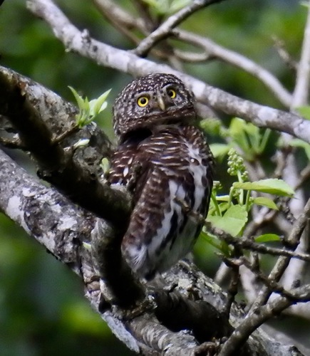 Taenioptynx brodiei