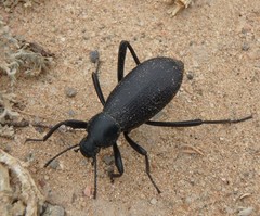 Eleodes sponsa
