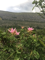 Bauhinia lunarioides