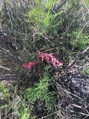 Hesperaloe parviflora